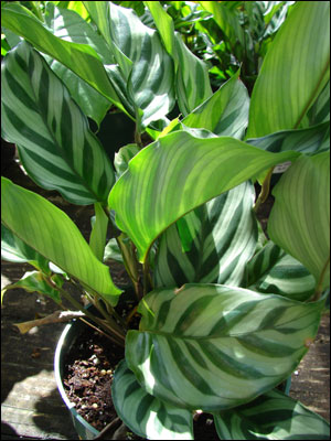 Calathea plant