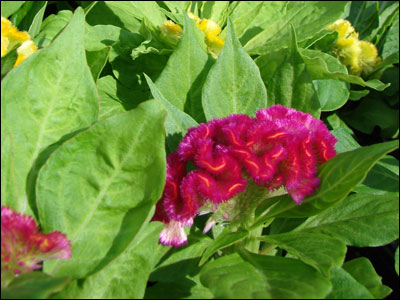 Celosia flower and foliage