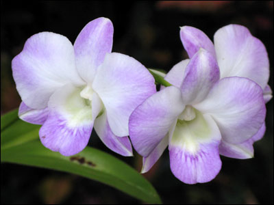 Two purple dendrobium flowers