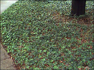 English ivy as ground cover