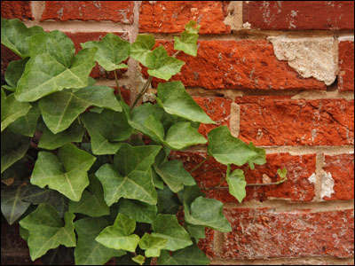 English ivy on red brick wall