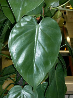Heartleaf philodendron leaf