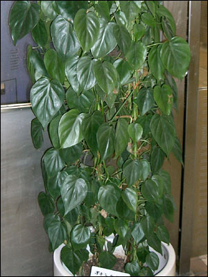 Heartleaf philodendron plant