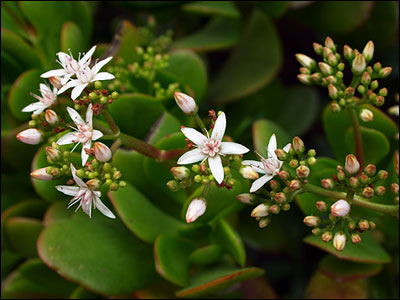 Flower of jade plant