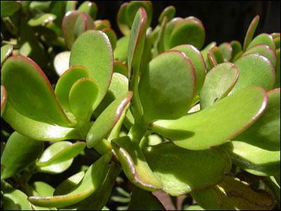 Close up of jade plant foliage