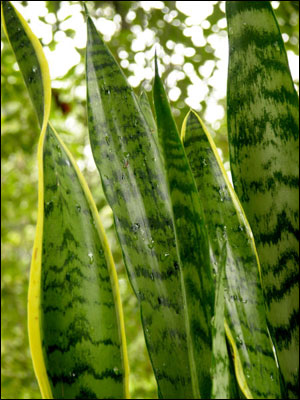 Sansevieria foliage