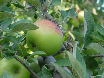 Apple fruit with spurs visible
