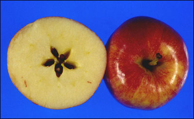 Apple cut in half to show seeds