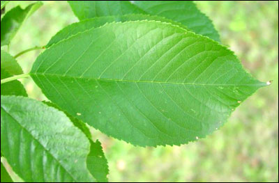 Leaf of cherry tree