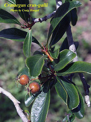Foliage and fruit of Crataegus crus galli