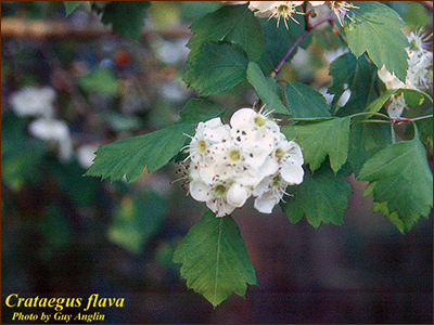 flowers and foliage of crataegus flava