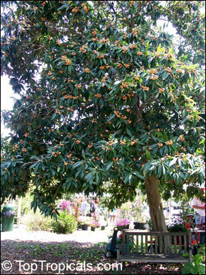 Loquat tree
