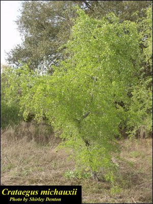 A mayhaw shrub