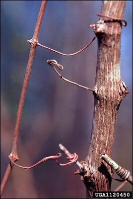 Muscadine vine tendrils