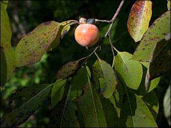 Fruit of native persimmon