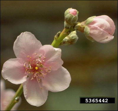 Flower of nectarine tree
