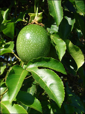 Plant ID: Fruits & Nuts: Passion Fruit - Florida Master Gardener