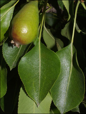 Foliage of pear tree