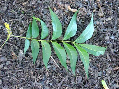pecan tree fruits florida nuts plant purdue