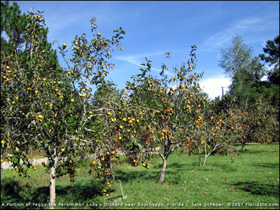 Persimmon orchard in Sopchoppy, FL