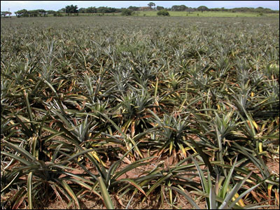 Pineapple field in Mexico