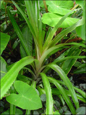 Leaves of pineapple plant