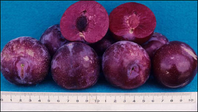 Plums with one cut open