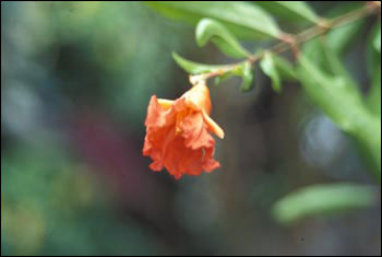 Flower of pomegranate plant