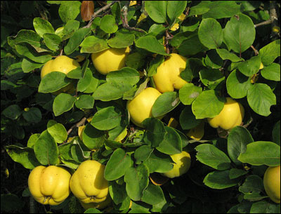 Quince fruit and foliage