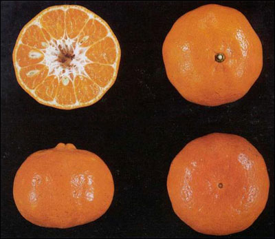 A Dancy tangerine from different angles including a cross section