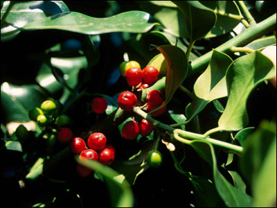 Fruit of American holly