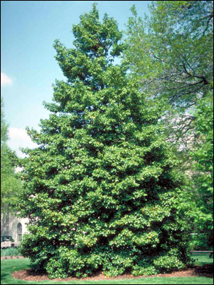 American holly plant