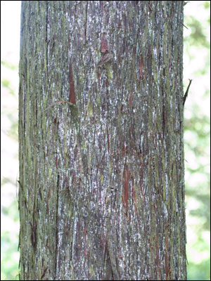 The bark of a bald cypress