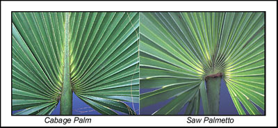 Comparison of cabbage palm and saw palmetto foliage