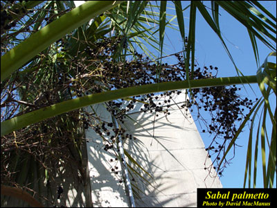 Cabbage palm fruit hanging from tree