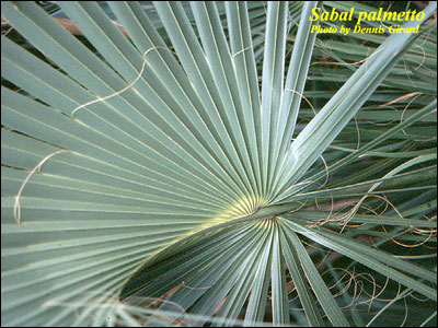 Threads of cabbage palm