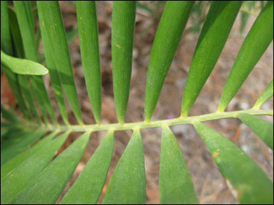 Close up of coontie leaf