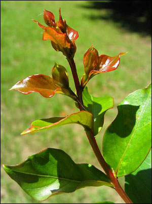 Young leaves of crapemyrtle