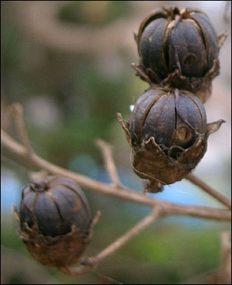 Dried seedheads of crapemyrtle