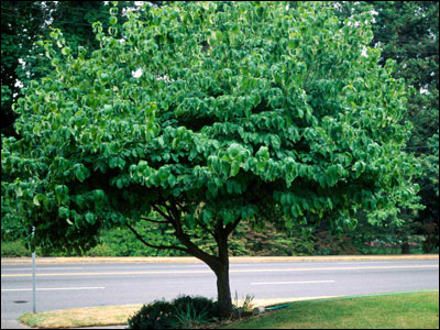 Dogwood tree