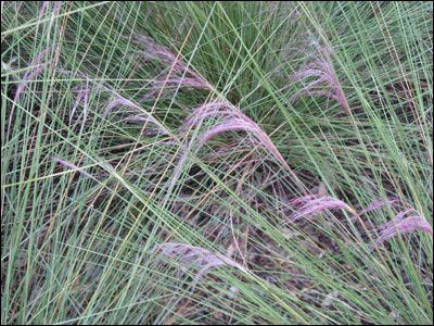 More Muhly grass foliage