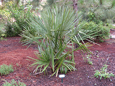 Needle palm plant, Susan Wildes