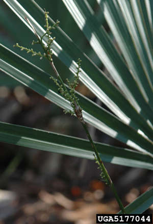 Needle palm flower