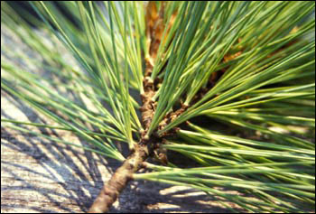 Pine foliage