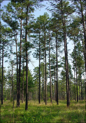 Stand of longleaf pines