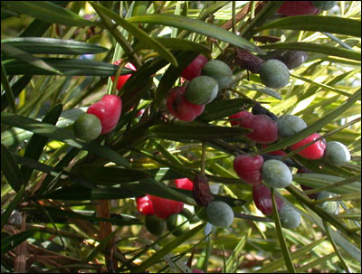 Podocarpus fruit