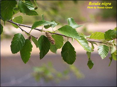 River birch fruit