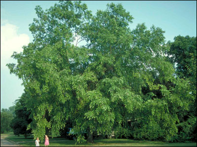 River birch tree