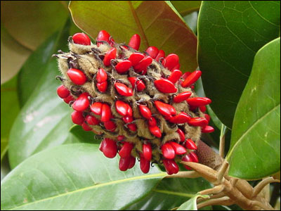 Fruit of Southern magnolia