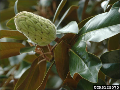 Young fruit of Southern magnolia